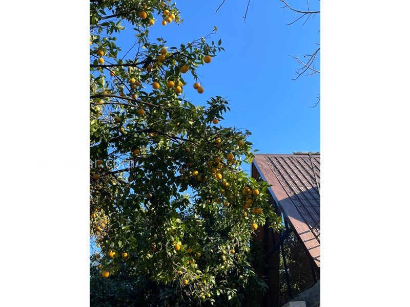 عکس شماره 799432 - اجاره کلبه سوییسی چوبی شاندرمن - 