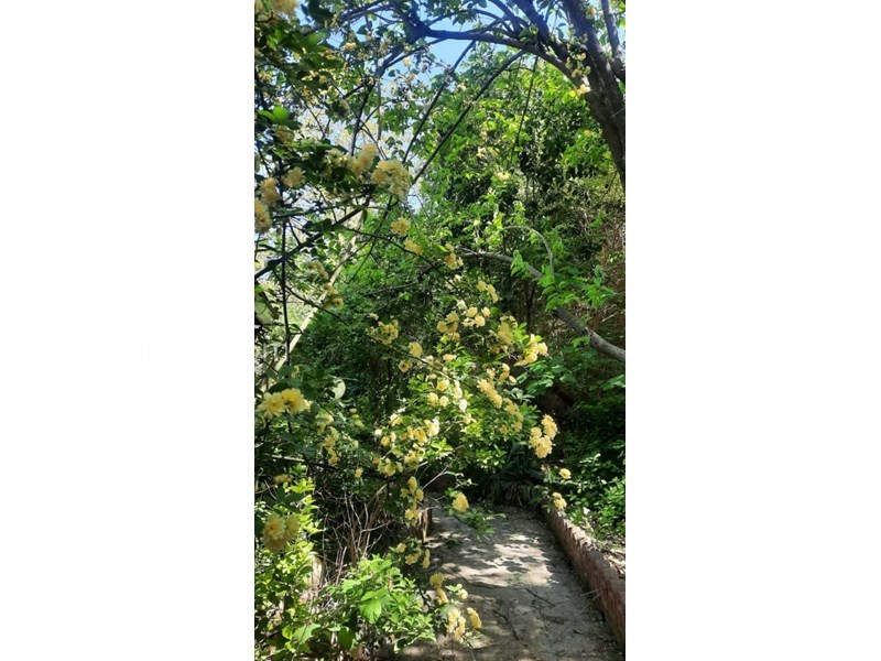 عکس شماره 803601 - اجاره ویلا چوبی جنگلی بهشهر - 