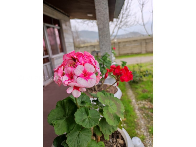 عکس شماره 807331 - اجاره ویلا جنگلی در ماسال - 