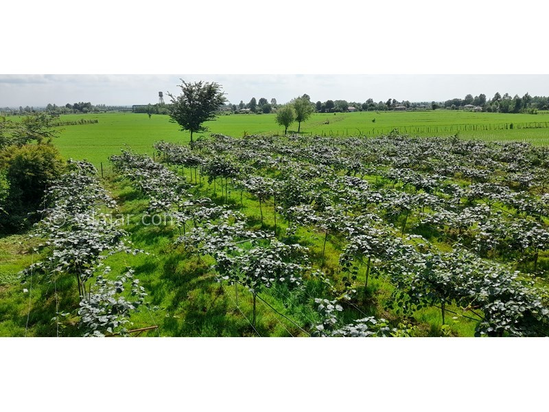 عکس شماره 808891 - اجاره خانه مبله در ماسال وشمه سرا - 