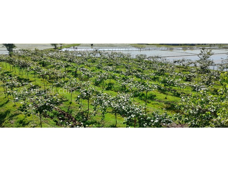 عکس شماره 808893 - اجاره خانه مبله در ماسال وشمه سرا - 