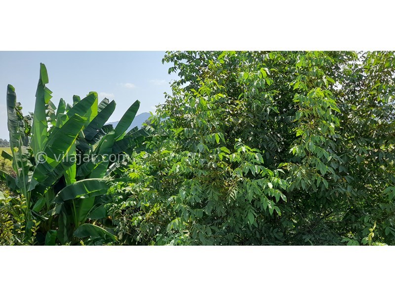 عکس شماره 808895 - اجاره خانه مبله در ماسال وشمه سرا - 