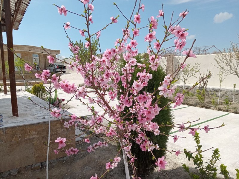 عکس شماره 810694 - اجاره ویلا نزدیک مشهد شاندیز - 