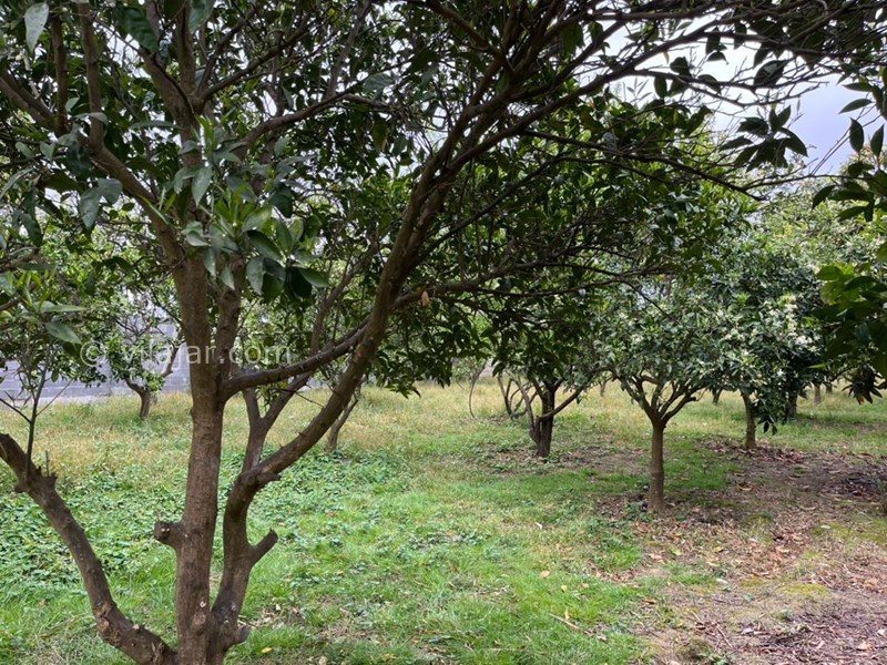 عکس شماره 813864 - ویلا باغ با استخر جکوزی محمودآباد - 