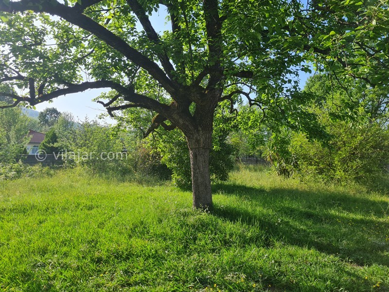 عکس شماره 815262 - اجاره ویلا جنگلی در ماسال - محوطه