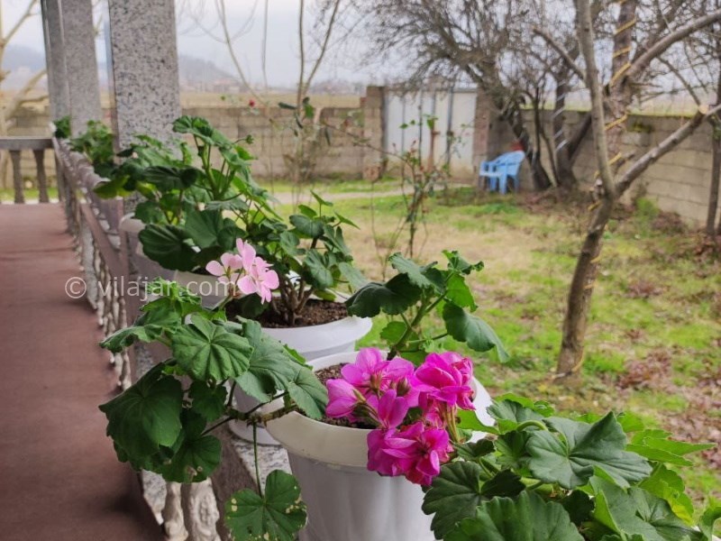 عکس شماره 815949 - اجاره ویلا جنگلی در ماسال -
