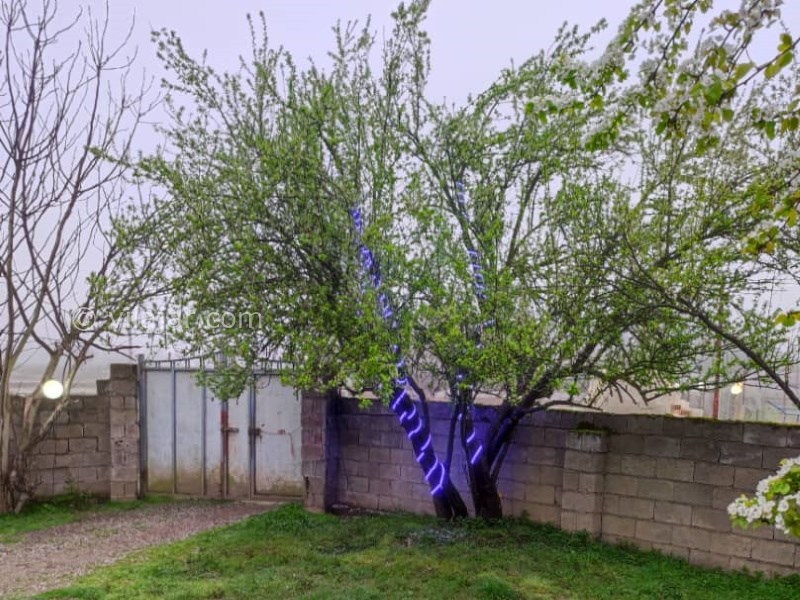 عکس شماره 815955 - اجاره ویلا جنگلی در ماسال -