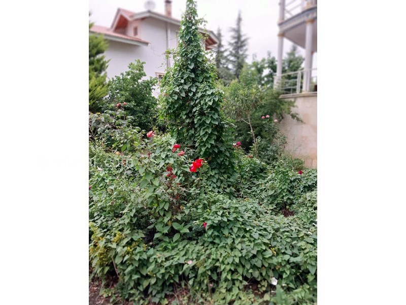 عکس شماره 816526 - اقامتگاه دربست جانا کلاردشت - 