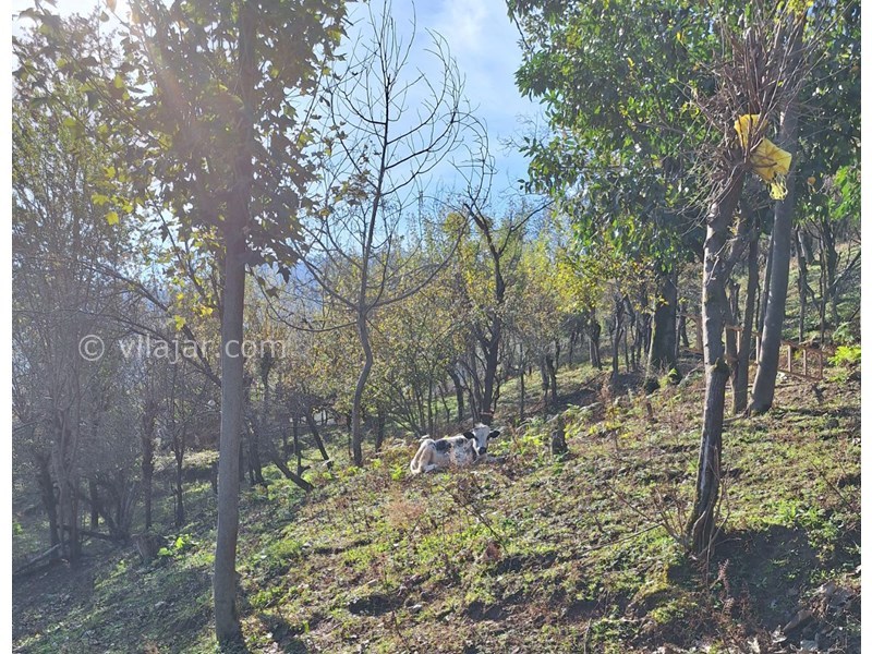 عکس شماره 817486 - اقامتگاه جنگلی در ماسال ورمیه - 