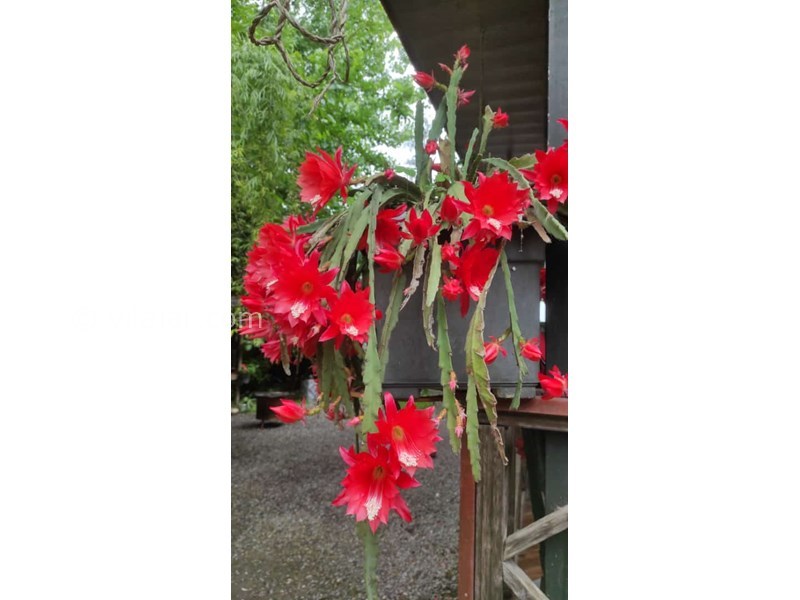 عکس شماره 819851 - اجاره ویلا استخر آبگرم در ماسال - 