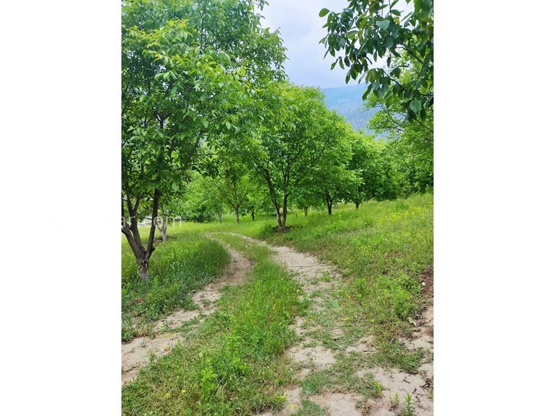 عکس شماره 820357 - اجاره اقامتگاه جنگلی پل سفید - راه دسترسی داخل باغ