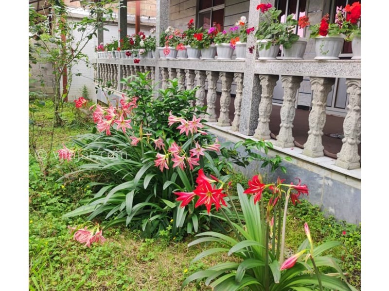 عکس شماره 820646 - اجاره ویلا جنگلی در ماسال -