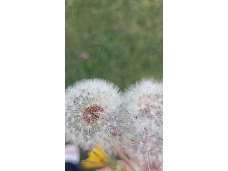 عکس شماره 821028 - اجاره اقامتگاه در فیلبند - 