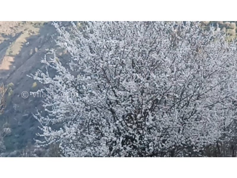 عکس شماره 821029 - اجاره اقامتگاه در فیلبند - 