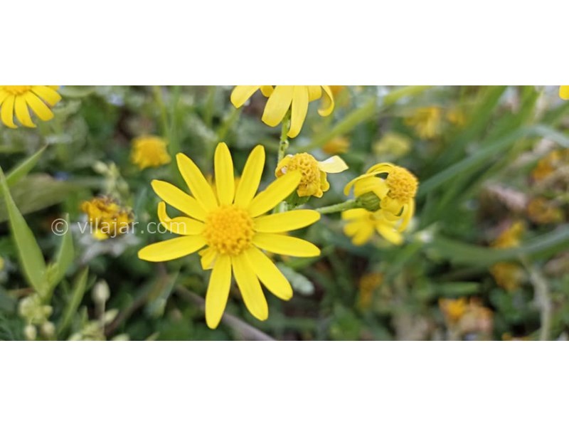 عکس شماره 821030 - اجاره اقامتگاه در فیلبند - 