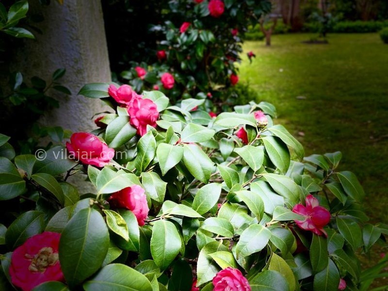 عکس شماره 824775 - اجاره ویلا در دهکده ساحلی انزلی - 