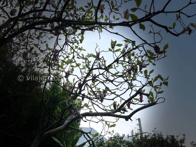 عکس شماره 824779 - اجاره ویلا در دهکده ساحلی انزلی - 