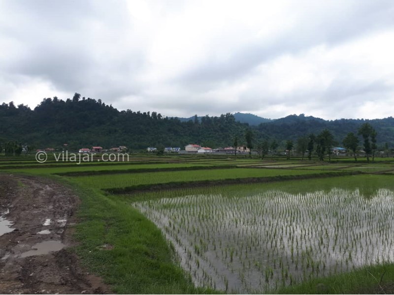 عکس شماره 825104 - اجاره ویلا جنگلی نزدیک اسالم تالش - 