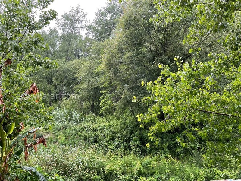 عکس شماره 825163 - اجاره ویلا جنگلی استخردار سرخرود -