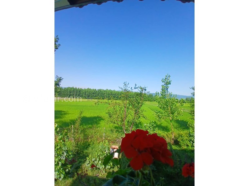 عکس شماره 827666 - اجاره ویلا در ماسال با منظره شالیزار - 