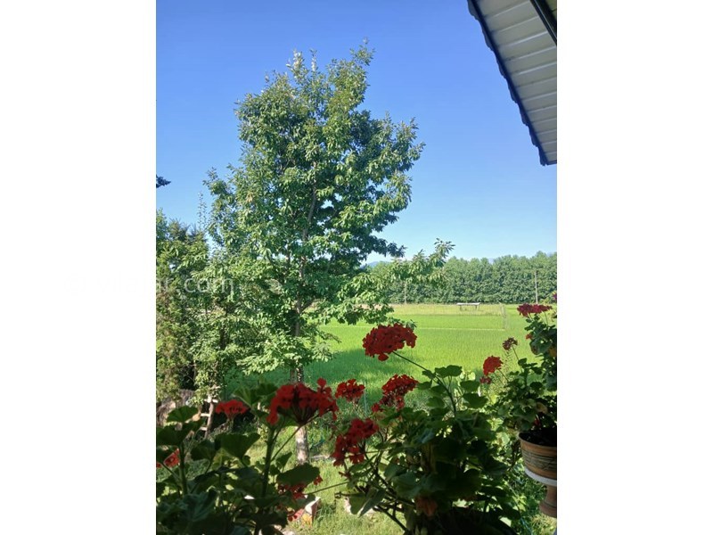 عکس شماره 827674 - اجاره ویلا در ماسال با منظره شالیزار - 