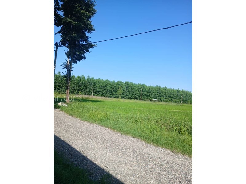 عکس شماره 827679 - اجاره ویلا در ماسال با منظره شالیزار - 