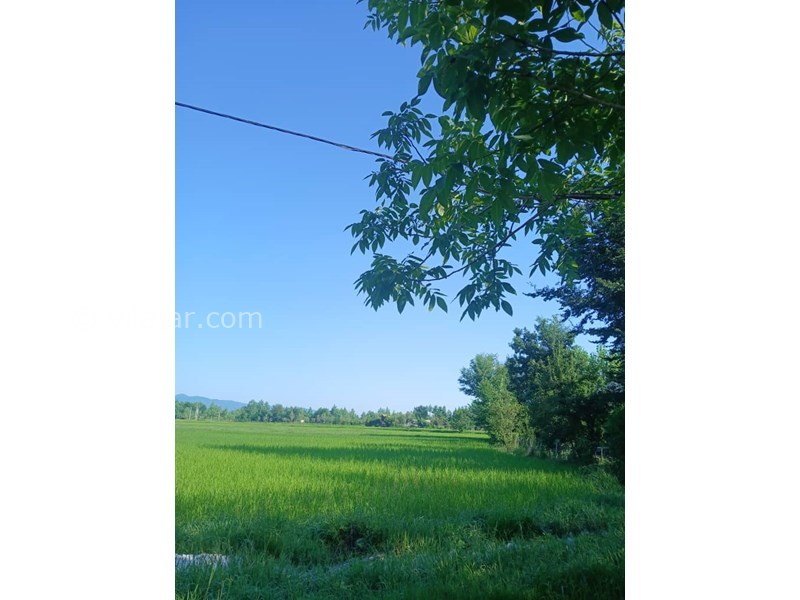 عکس شماره 827681 - اجاره ویلا در ماسال با منظره شالیزار - 