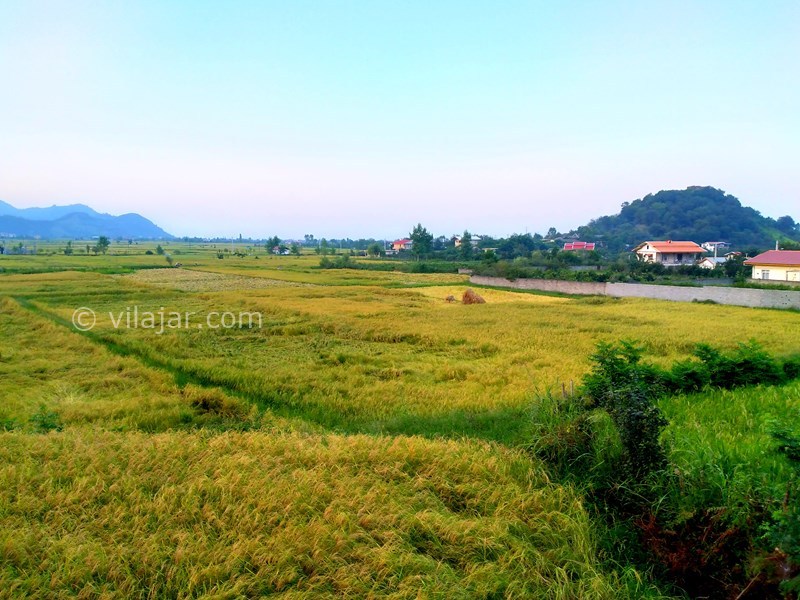 عکس شماره 829064 - اجاره ویلا در تالش لیسار - 