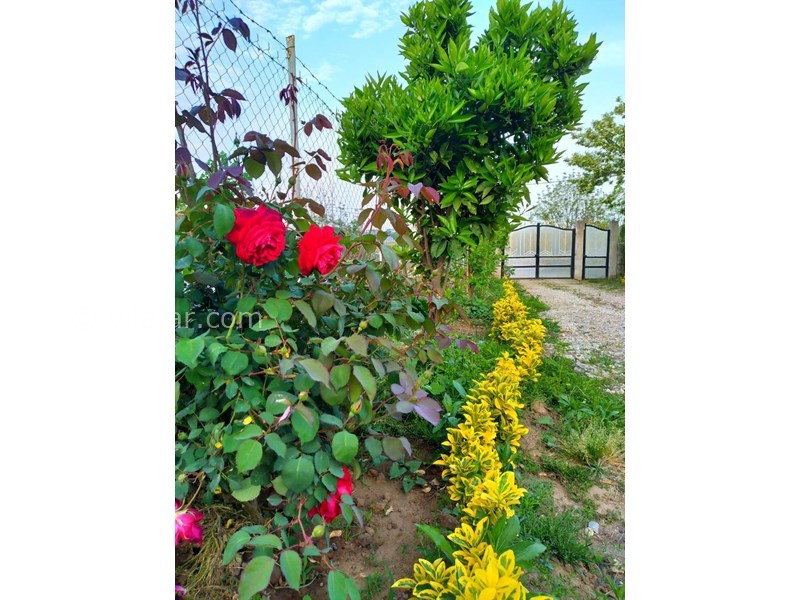 عکس شماره 829067 - اجاره ویلا در تالش لیسار - 