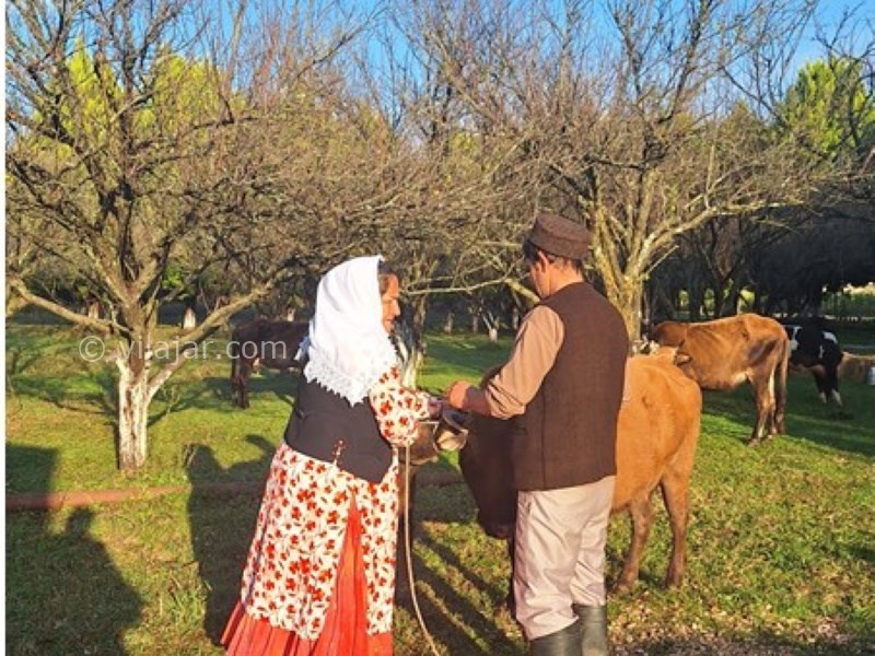 عکس شماره 830887 - مجتمع گردشگری آویشار تالش - 