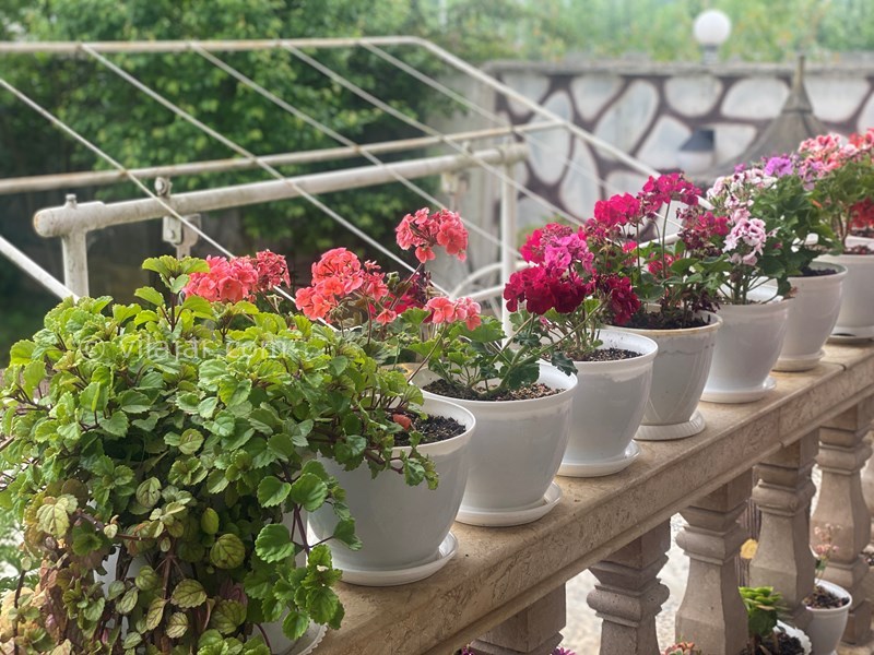 عکس شماره 831165 - اجاره ویلا جنگلی نزدیک رشت - 