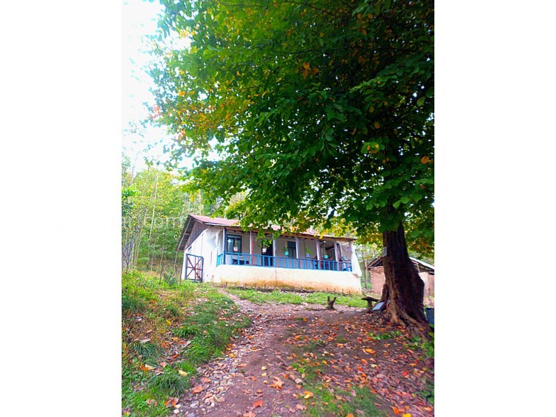 عکس شماره 831244 - اجاره خانه روستایی جنگلی در رودبار - 