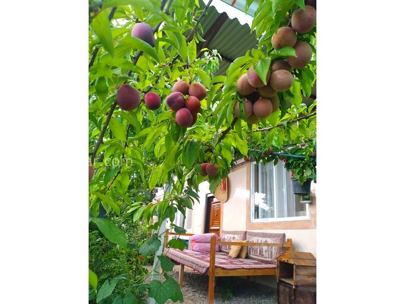 عکس شماره 831252 - اجاره ویلا در تالش لیسار - 