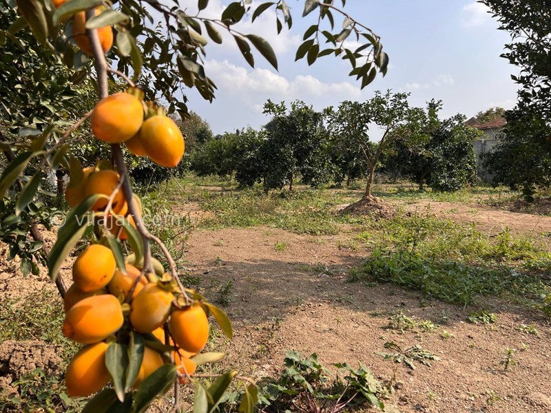 عکس شماره 833595 - اجاره ویلا جاده نظامی استخردار - 