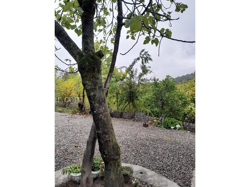 عکس شماره 839330 - اجاره کلبه چوبی در شاندرمن - 