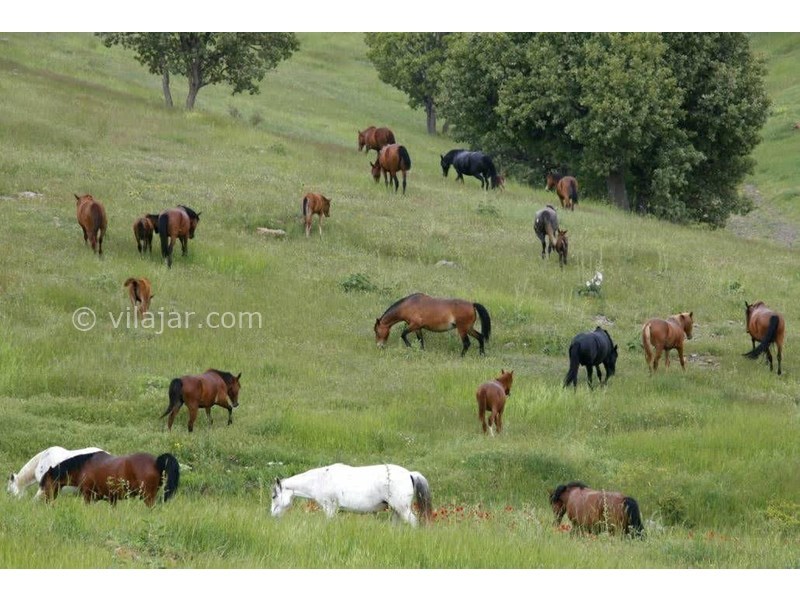 عکس شماره 840318 - اجاره اقامتگاه در ایلام دره شهر - 