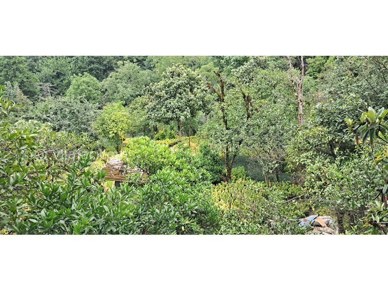 عکس شماره 841782 - اجاره اقامتگاه در چابکسر نزدیک دریا - ویو پنجره 