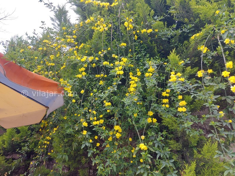 عکس شماره 843057 - اجاره ویلا با استخر جکوزی انزلی - 