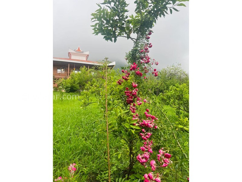 عکس شماره 846667 - اجاره ویلا چوبی در ماسال شاندرمن -