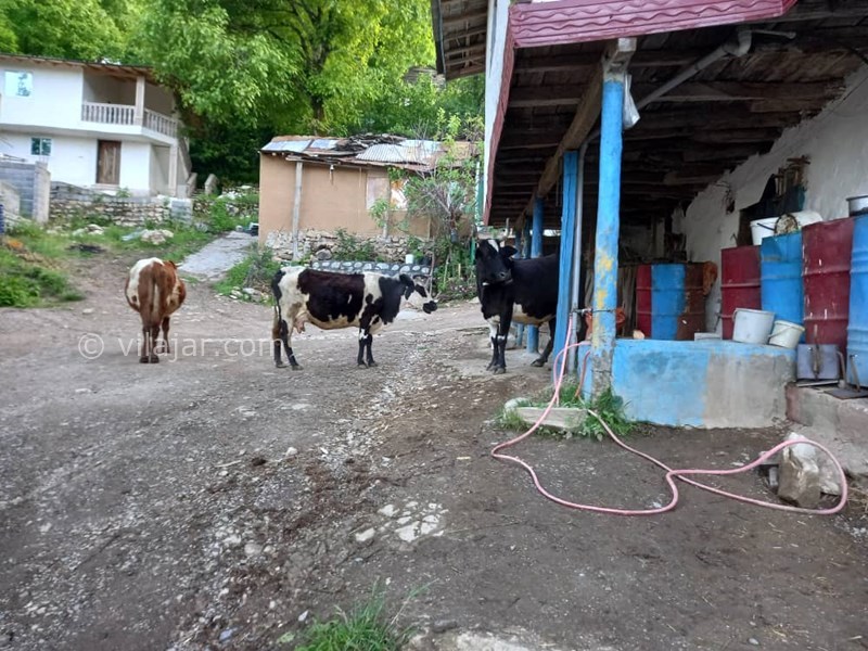 عکس شماره 848085 - اقامتگاه بومگردی ننه کلثوم - 