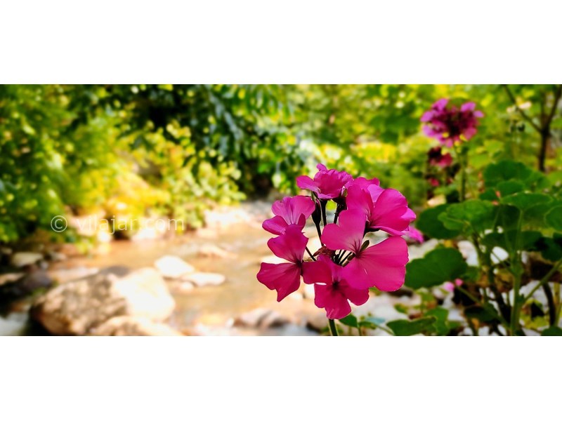 عکس شماره 848792 - اجاره ویلا کنار رودخانه ماسال شالما -