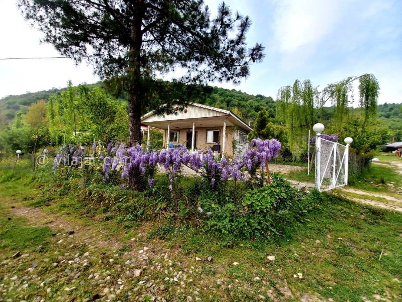 عکس شماره 852969 - اجاره ویلا جنگلی در ماسال - 