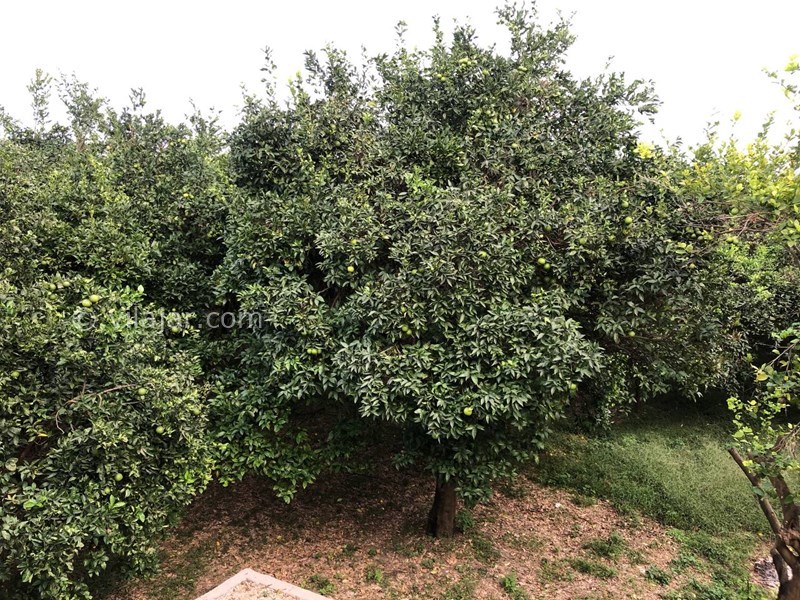 عکس شماره 853771 - اجاره ویلا جنگلی در رامسر - نمای تراس بالا رو به باغ