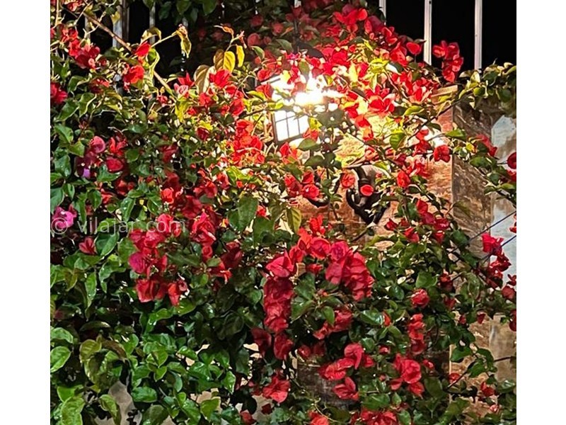 عکس شماره 855406 - ویلا در زیباکنار با استخر و بیلیارد - 