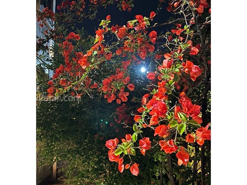 عکس شماره 855408 - ویلا در زیباکنار با استخر و بیلیارد - 