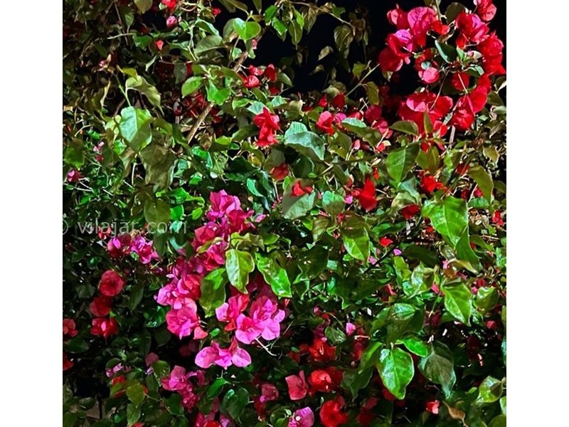 عکس شماره 855410 - ویلا در زیباکنار با استخر و بیلیارد - 