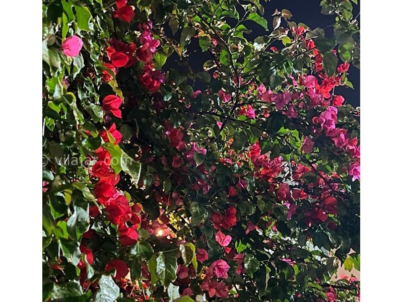 عکس شماره 855412 - ویلا در زیباکنار با استخر و بیلیارد - 