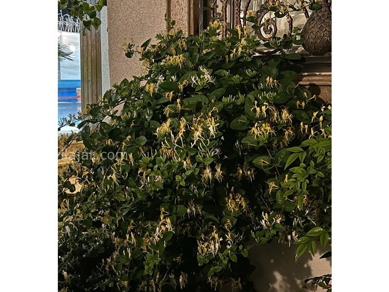 عکس شماره 855413 - ویلا در زیباکنار با استخر و بیلیارد - 