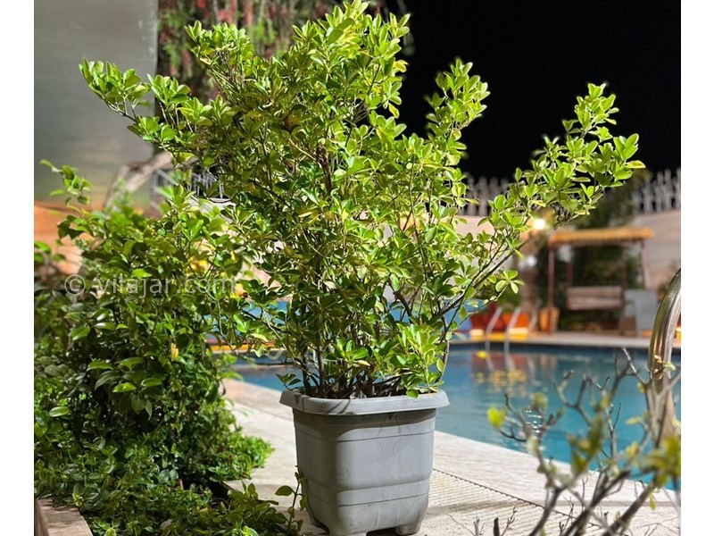 عکس شماره 855422 - ویلا در زیباکنار با استخر و بیلیارد - 