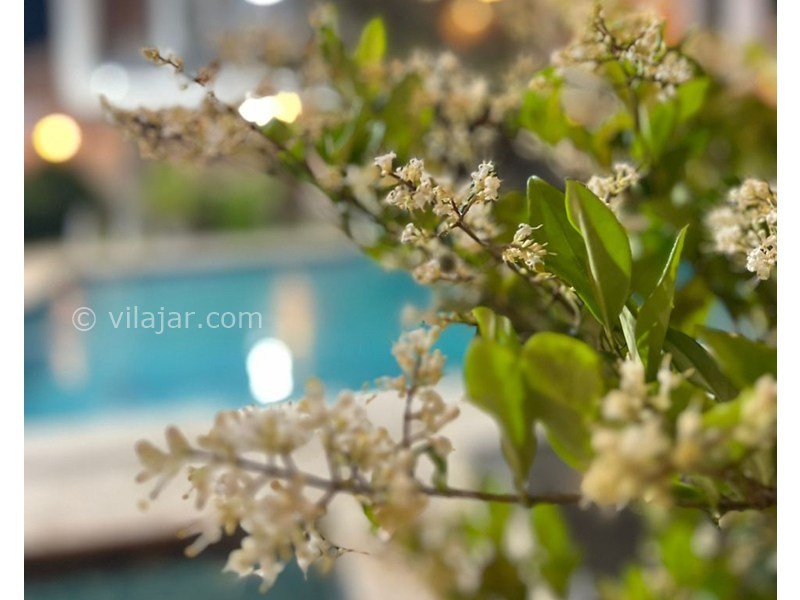 عکس شماره 855427 - ویلا در زیباکنار با استخر و بیلیارد - 